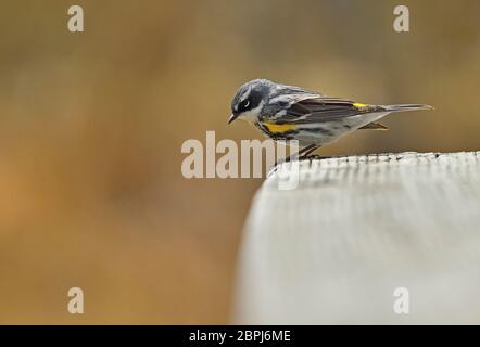 Ein erwachsener Rüde-Gelbwurzblechsänger 'Dendroica coronata', der auf der Biberpromenade in der Nähe von Hinton Alberta Canada nach Insekten aufwacht. Stockfoto