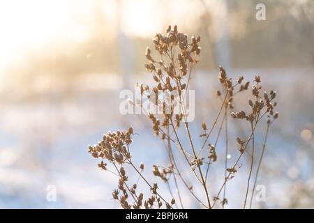 Gefrorene Grashalme Gegen ein Snowy-Winter-Feld Stockfoto