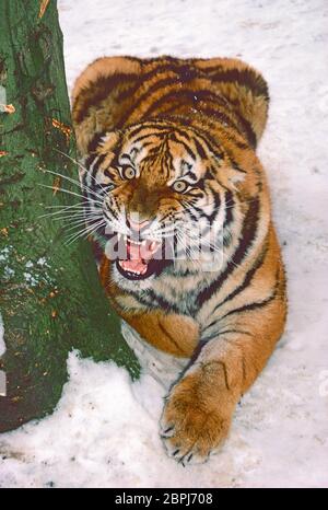 Junge Erwachsene Frau Amur Tiger, (Panthera tigris altaica.) Auch Sibirischer Tiger genannt. Gefährdet. Stockfoto