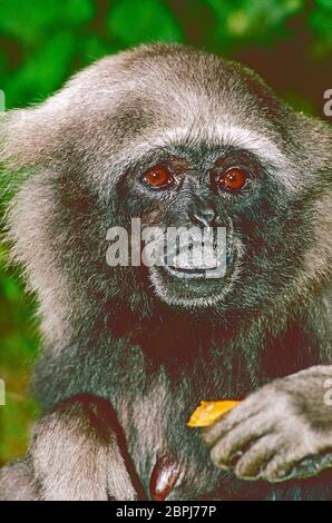 Female Grey oder Mueller's Gibbon, (Hylobates muelleri,) aus Borneo, Malaysia und Indonesien. Gefährdet. Stockfoto