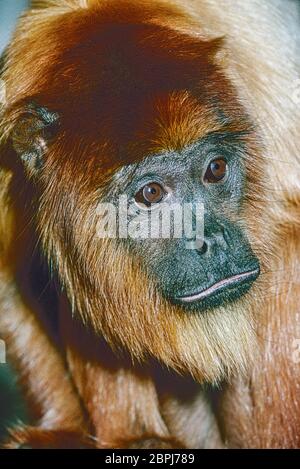 Weiblicher roter Howler-Affe (Alouatta seniculus) von Nordkolumbija und Venezuela südlich bis Zentralbolivia. Stockfoto