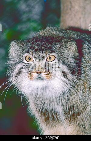 Pallas' Cat, (Otocolobus manul) aus Zentralasien. Stockfoto