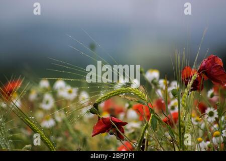 Wilde rote Mohnblumen und weiße Gänseblümchen in einem Maisfeld Stockfoto