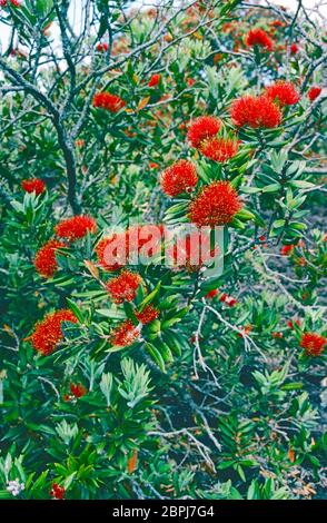 Einer von Dutzenden von Pohutukawa-Bäumen ("neuseeländische Weihnachtsbäume"), die auf der Vulkaninsel Rangitoto, dem Hauraki Golf, der Nordinsel, Neuseeland wachsen. Stockfoto