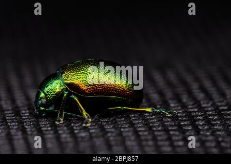 Farbiger Käfer mit Metallic-Farbton auf Schwarz Stockfoto