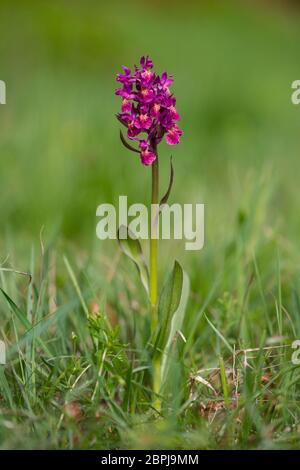 Holunder-Knabenkraut, Dactylorhiza sambucina, elderblühend Stockfoto