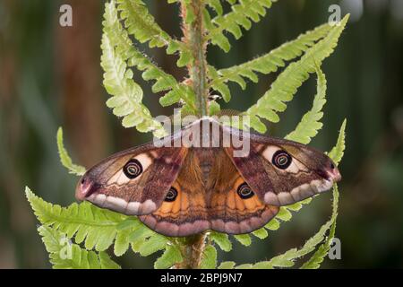 Kleines Nachtpfauenauge - Mennchen, Saturnia pavonia, kleine Kaiserfalter - männlich Stockfoto