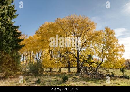 Espen im Herbst Stockfoto