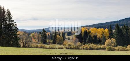 Espen im Herbst Stockfoto