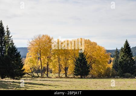 Espen im Herbst Stockfoto