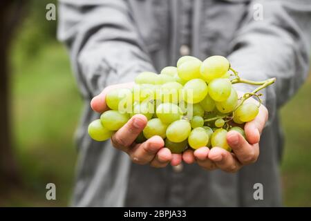 Trauben der Ernte. Bauern Hände mit frisch geernteten weißen Trauben. Stockfoto