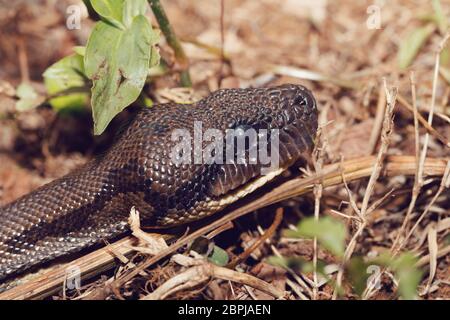Grosse Schlange Madagaskar, Madagaskar tree Boa, (Sanzinia madagascariensis) nicht giftiger Boa endemisch auf Madagaskar. Amber Mountain National Park, Madagaskar Stockfoto