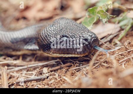 Grosse Schlange Madagaskar, Madagaskar tree Boa, (Sanzinia madagascariensis) nicht giftiger Boa endemisch auf Madagaskar. Amber Mountain National Park, Madagaskar Stockfoto