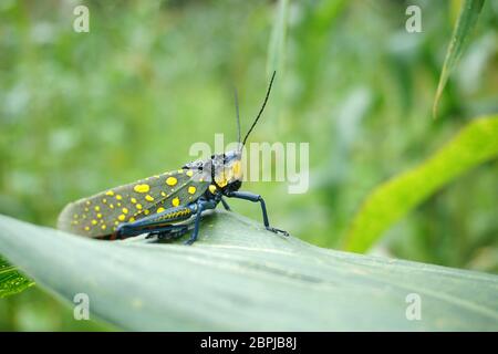 Aularches miliaris auf den Blättern Stockfoto