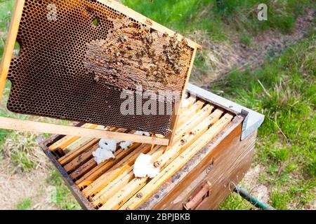 Offenen Bienenstock Detail. Imkerei, Landwirtschaft, Landleben. Stockfoto