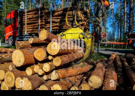 Kran im Wald laden Protokolle im Fahrzeug. Holzernte und Transport im Wald. Transport von Wald Holzindustrie und Forstwirtschaft. Stockfoto