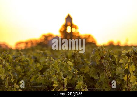 Sonnenuntergang über den Weinbergen von Montagne in der Nähe von Saint Emilion. Gironde, Aquitaine. Frankreich Stockfoto