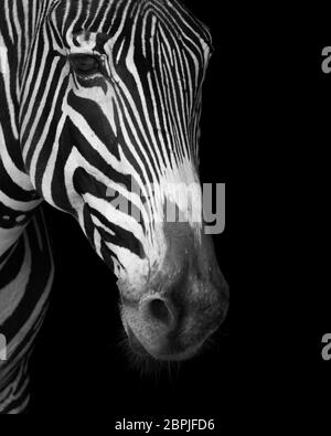 Close-up Grevy Zebra Gesicht in Mono Stockfoto