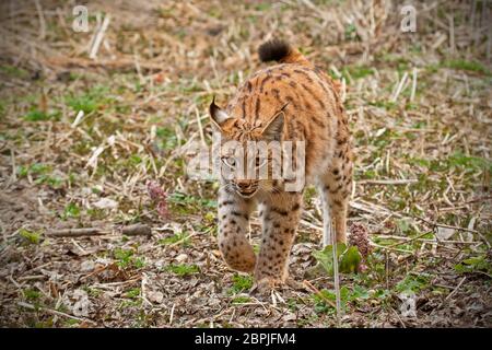Eursian lynx Wandern in natürlicher Umgebung. Bedrohten Säugetier Raubtier mit dem vorderen Bein in die Luft. Natur von der Natur. Stockfoto