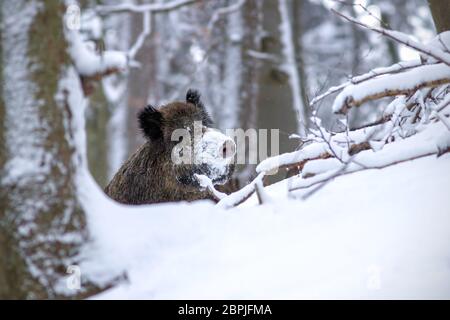 Wildschwein, sus scrofa, im Winter das Spähen mit Schnee auf der Nase. Wildes Tier im Winter versteckt sich hinter einem Baum. Natur von Wildnis. Stockfoto