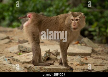 Northern Schwein-tailed macaque steht auf felsigen Platte Stockfoto