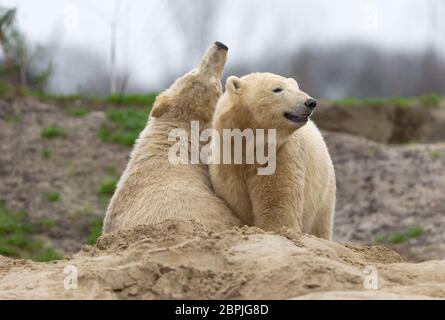 Zwei Eisbären, die Aufmerksamkeit auf sich gegenseitig Stockfoto