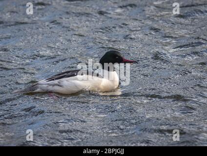 Ein männlicher Schwanenhals (Mergus merganser), der an einem windigen Tag auf rauem Wasser entlang bbert. Stockfoto