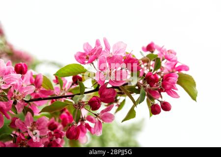 Zweig von dekorativen Apfelbaum mit roten Blüten und Knospen Stockfoto