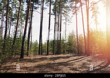 Kiefernwald mit warmen glühenden Leisten. Stockfoto