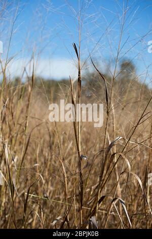 Nahaufnahme von Getrocknete, braune wiese gras wachsen Stockfoto