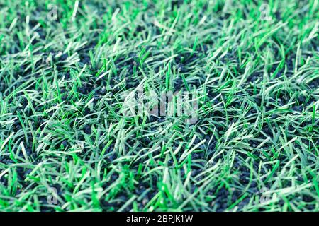 Fußball grünen Rasen, Fußballlinie Stockfoto