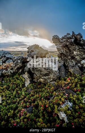 Clourful Felsen und Moos in Island Stockfoto