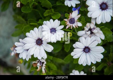 Weiße Chrysanthemen Blume Nahaufnahme auf grünem Hintergrund Stockfoto