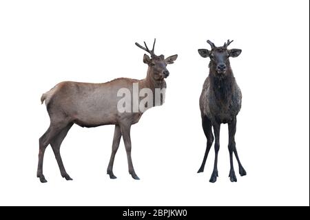 Zwei Maralen männlich und weiblich isoliert auf einem weißen Hintergrund. Bild mit Beschneidungspfad. Stockfoto