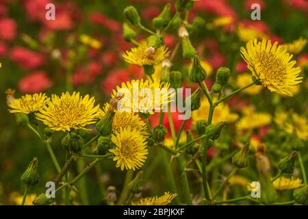 Berberitze, Sonchus arvensis, in einem Mohn Feld Stockfoto