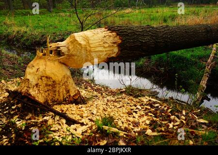 Gebrochener Baum in einem Wald in Oberschlesien Stockfoto