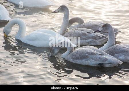 Gruppe der Schönen weißen Keuchhusten Schwäne schwimmen im nonfreezing Winter Lake. Alter Vögel mit Ihren jungen Brut, Familienkonzept Stockfoto