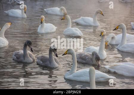 Gruppe der Schönen weißen Keuchhusten Schwäne schwimmen im nonfreezing Winter Lake. Alter Vögel mit Ihren jungen Brut, Familienkonzept Stockfoto