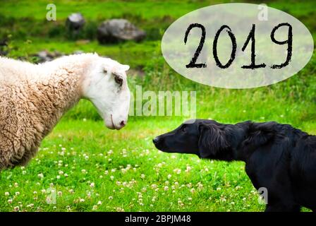 Hund Trifft Schafe Mit Sprachballon. Text 2019. Grüne Wiese In Norwegen. Stockfoto