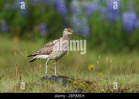 Regenbrachvogel, Numenius phaeopus, stehend auf einem Felsen mit unscharfen mit unscharfen violett Blumen, Nootka Lupine, im Hintergrund. Isländischen vogel Nahaufnahme horizo Stockfoto