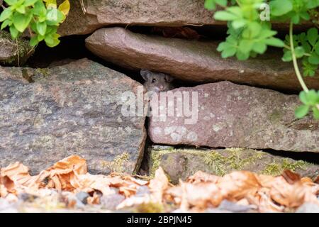Wood Mouse - Apodemus sylvaticus - spähend aus trockener Steinwand im britischen Garten Stockfoto