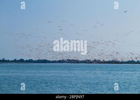 Herde von rosa Flamingos von "Delta del Po" Lagune, Italien. Natur-panorama Stockfoto