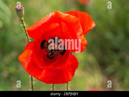 Einzelner Mohn in der grünen Wiese Stockfoto