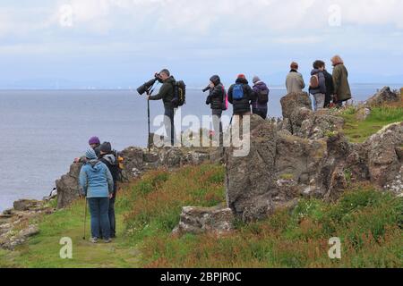 Besucher, die auf der Isle of May, Schottland, Großbritannien und Europa herumwandern, die Vögel beobachten und fotografieren, die auf der Insel und den umliegenden Klippen brüten. Stockfoto