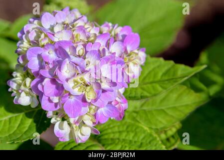 Schöne Nahaufnahmen der lila oder rosa und weißen Hortensia Gruppe oder Hydrangea macrophylla Blüten am Baum Stockfoto