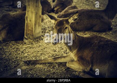 Ox auf einem Bauernhof, Detail von einem Säugetier, Haustier Stockfoto