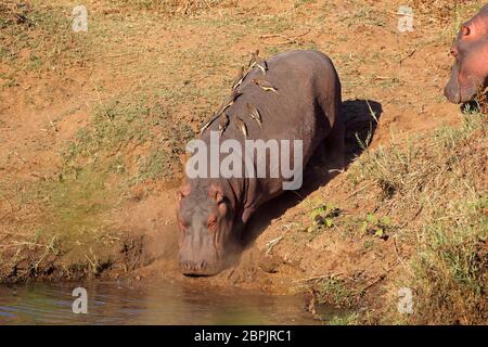 Ein flusspferd (Hippopotamus amphibius) ins Wasser, Krüger Nationalpark, Südafrika Stockfoto