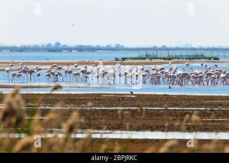 Herde von rosa Flamingos von "Delta del Po" Lagune, Italien. Natur-panorama Stockfoto