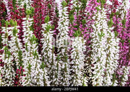 Hintergrund von frischen calluna Blumen (Heidekraut) Stockfoto