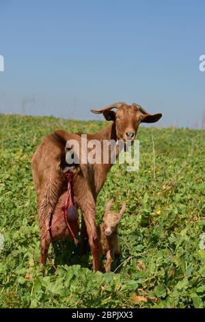 Mutter und Baby der neugeborenen Ziege in Grazalema, Cadiz. Spanien Stockfoto